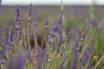 Lavender festival in Brihuega, Spain showcasing vibrant lavender fields and cultural activities