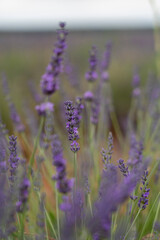 Lavender fields in Brihuega celebrate the Festival de la Lavanda in Spain