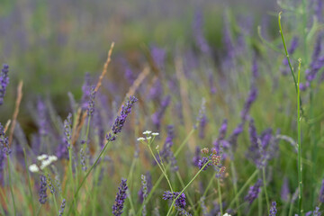 Lavender fields bloom during the Brihuega Lavender Festival in Spain attracting visitors to enjoy...