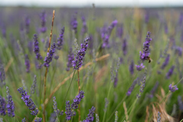 Lavender fields in Brihuega during the vibrant lavender festival in Spain celebrating nature and local culture