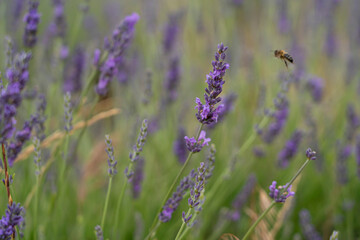 Experience the beauty of the Brihuega Lavender Festival in Spain with vibrant purple fields and buzzing bees