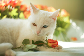 Majestic white bobtail cat with heterochromia next to roses.Perfect for International Cat Day,Mother's Day,Women’s Day.Affectionate scene, togetherness and contemplation.Serenity and loving affection.