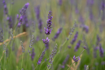 Lavender blooms at festival in Brihuega, Spain, celebrating the natural beauty and fragrance of lavender fields