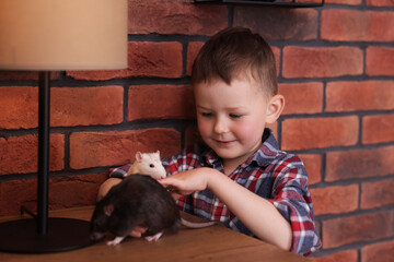 Little boy with his pet rats at wooden table indoors