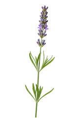 Naklejka premium A single, freshly cut lavender stem with vibrant green leaves and delicate purple blossoms, showcasing intricate texture, isolated on a transparent background with soft lighting, concept of