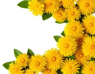 Corner Cluster Frame of Dandelions for Spring Design, PNG Transparent Border Element.