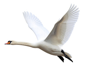 Fototapeta premium Flying White Swan with Wings Fully Spread, Side View Cutout PNG on Transparent Background.