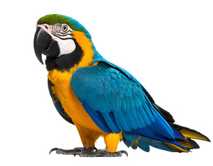 Front-Facing Blue-and-Yellow Parrot with Slight Head Tilt, Transparent PNG Cutout.