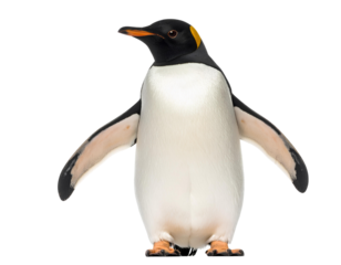 Front-Facing Penguin with Slight Head Tilt, Cutout PNG on Transparent Background