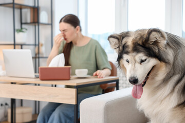Woman suffering from allergy while working and her dog at home, selective focus