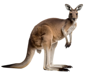 Full-Body Standing Kangaroo in Side Profile, Transparent Background PNG.