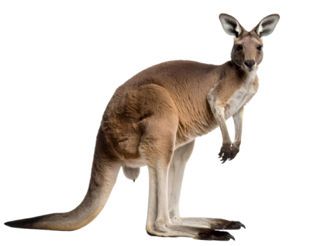 Full-Body Standing Kangaroo in Side Profile, Transparent Background PNG.