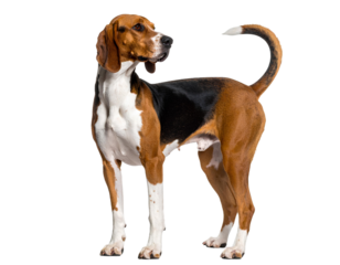 Playful Hound Dog Looking Back, Side View with Tail Curved, isolated on transparent background.