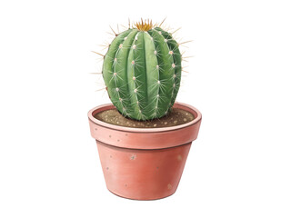 cactus isolated on white