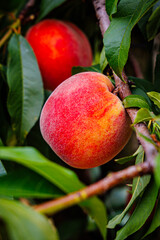 A ripe peach, displaying shades of yellow and red, rests on a tree branch surrounded by vibrant...