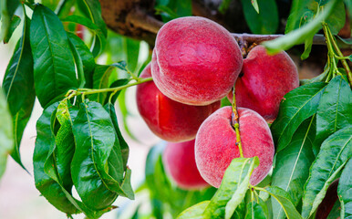 Lush green leaves frame clusters of ripe peaches, their soft skin glistening under the warm...