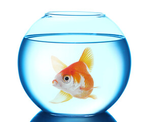 Bright goldfish swimming in round aquarium with clean water against white background