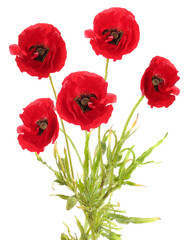 Obraz premium Bright red poppy flowers on white background. Meadow plant