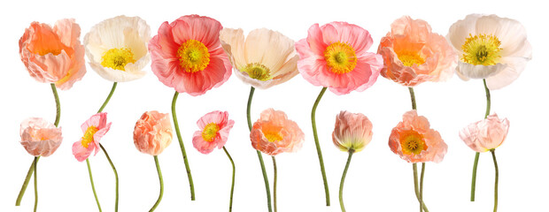 Obraz premium Beautiful poppy flowers on white background, set. Meadow plant