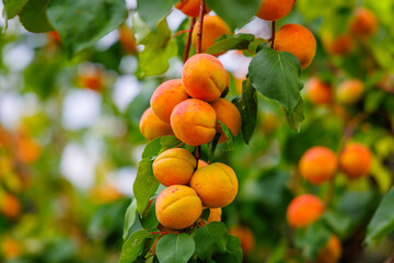Clusters of ripe apricots with golden-orange hues dangle from vibrant green leaves in a sunlit...