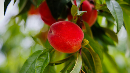 Juicy, ripe peaches with a reddish hue dangle from lush green leaves in a sunny orchard, showcasing...