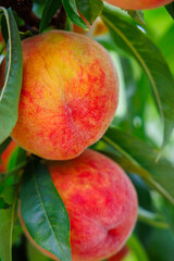 Juicy peaches fruits with  green leaves, showcasing vibrant hues under warm afternoon sunlight in a lush garden setting