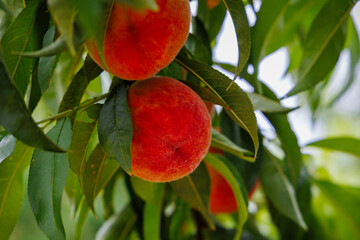 Plump, ripe peaches rest on green branches, basking in sunlight within a lush orchard during...