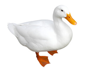 Obraz premium Top-Down View of White Domestic Duck, Full-Body PNG with Transparent Background.