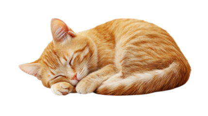Adorable Ginger Kitten Curled Up Asleep In Peaceful Slumber Resting Comfortably