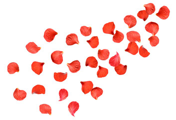 Red hibiscus petals falling on white background