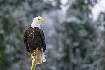 Bald EAgle perched taken in Homer Alaska