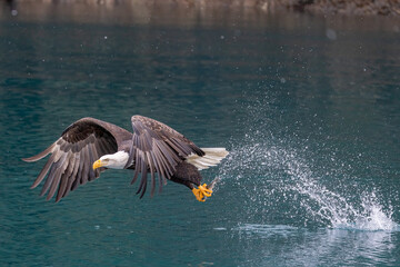 Bald Eagle catching fish taken in Homer Alaska in the wild