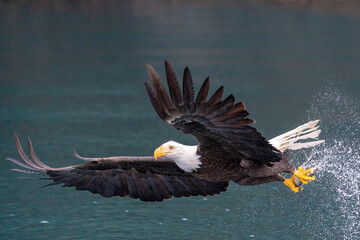 Bald Eagle catching fish taken in Homer Alaska in the wild