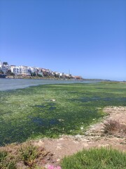 Fototapeta premium : Riverside Houses with Algae Covered Water under Clear Summer Sky 