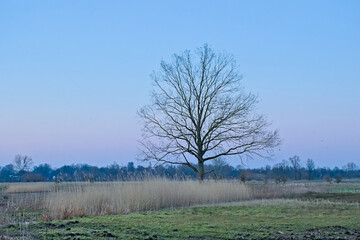 Fototapeta premium Bare tree silhouettes on a colorful sky in blue and orange tones, after sunset in Bourgoyen nature reserve, Ghent, Flanders, Belgium 