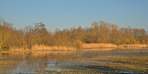 sunny wetlands with bare trees and golden reed on an early spring day w clear blue sky in Bourgoyen nature reserve, Ghent, Flanders, Belgium 