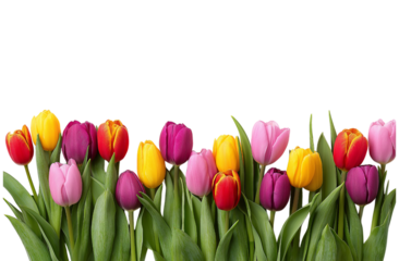 A border of colorful tulips in pink, yellow, and red arranged in two rows along the bottom edge isolated on a transparent background in PNG format.