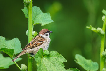 closeup of a House sparrow standing on a tree.
