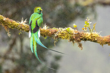 Resplendent Quetzal taken in Costa Rica in the wild