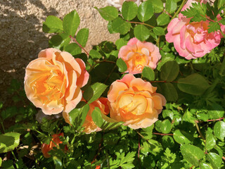 Orange roses in bloom with surrounding leaf canopy in radiant natural light Grouped flowers offer...