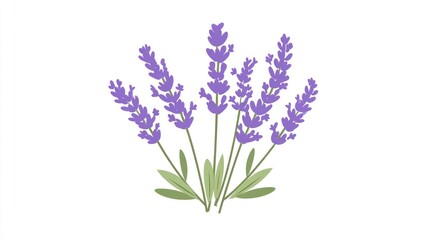 Naklejka premium Lavender sprigs against a white background