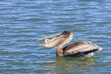 Brown Pelicans fishing behavior at Vilano Beach fishing pier in Florida.