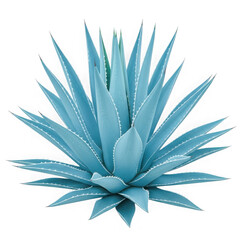 Fototapeta premium A striking blue agave plant with sharp serrated leaves isolated on a stark black background