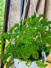 Flourishing herbs suspended in black hanging pot above street balcony Bright green plant growing in...