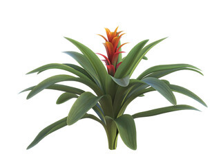 A Bromelia Guzmania with a red orange flower on isolated background. 3D illustration. 