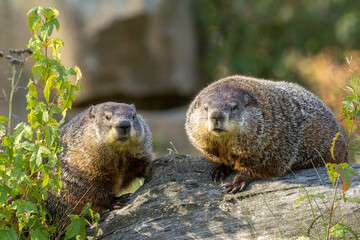 Woodchuck Groundhog pair taken in Central MN under controlled conditions