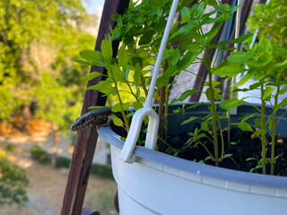 Hanging white pot with green foliage and resting lizard in sunny outdoor frame Lizard lounges on...