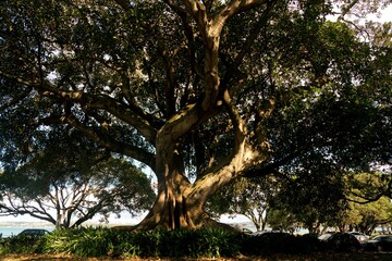 Old Historic Coastal Tree in Devonport, New Zealand
