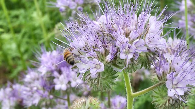 Bees collect nectar and pollen from phacelia flowers.