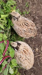 Japanese laying quail in the green
